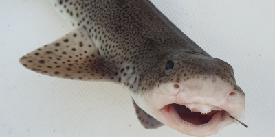 Lesser Spotted Dogfish or Small-spotted Catshark